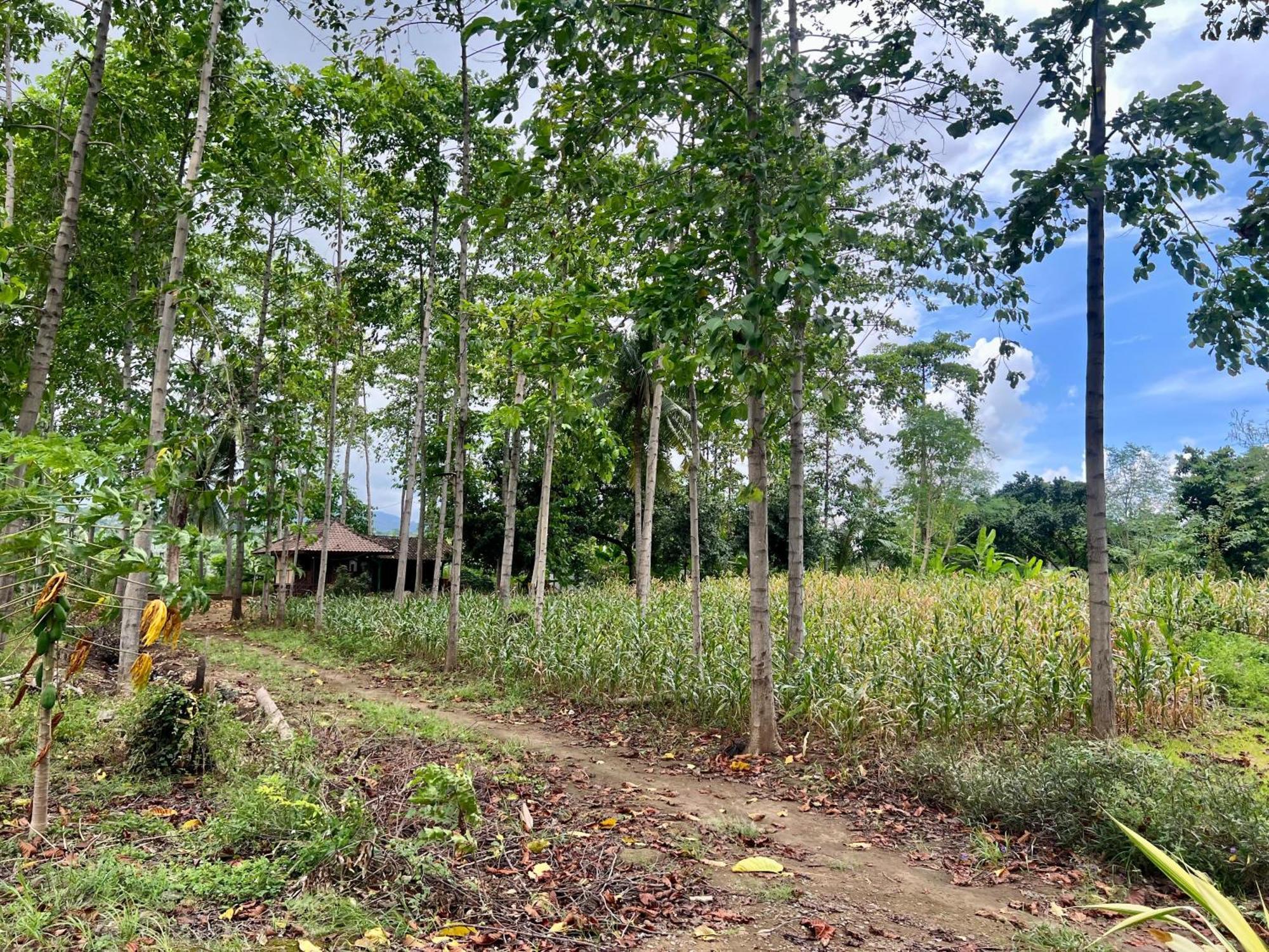 Pohon Purba Resort & Restaurant Labuhan Pandan Екстер'єр фото